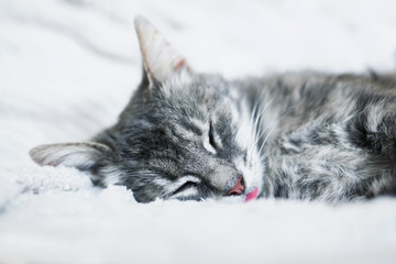 funny cute striped cat serenely sleeping sticking out his tongue on a white blanket