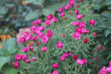  Autumn flowers blooming in the garden