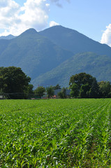 Fototapeta na wymiar Mais Farming in the Maggia River Delta near Ascona and Locarno City