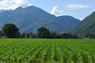 Fototapeta na wymiar Mais Farming in the Maggia River Delta near Ascona and Locarno City