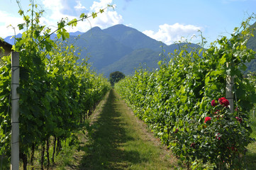 Fototapeta na wymiar Wine Farming in the Maggia River Delta near Ascona and Locarno City