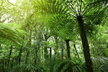 Jungle tree ferns