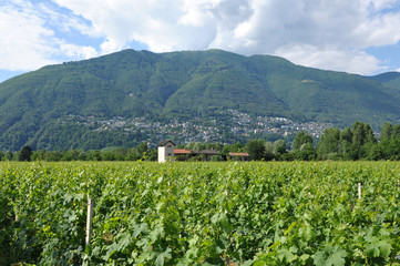 Fototapeta na wymiar Wine Farming in the Maggia River Delta near Ascona and Locarno City