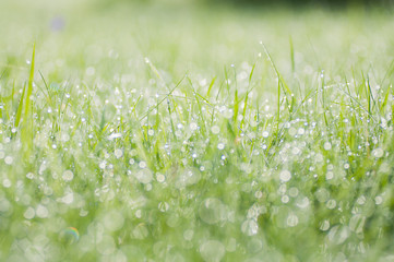 Morning landscape sunrise in the meadow, on the grass and flowers of the drops of dew