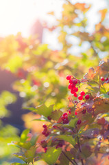 The sun shines through the viburnum berries at sunset