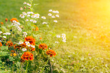 Beautiful marigold flower with sun light, flower background