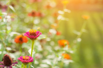 Fototapeta premium Pink Purple Sunlit Flowers with Gerbera Daisy