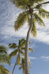 Fototapeta na wymiar High palms on the caribbean beach
