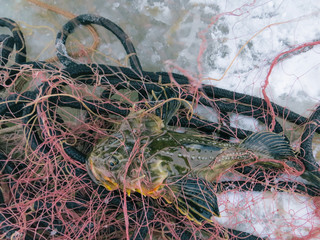 fish nets winter fishing