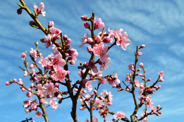 peach flowers on a branch against a blue sky 