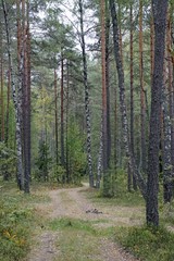 Obraz premium Jesienny las. Ścieżka usiana liśćmi. Brzozy, sosna i świerk. Pochmurny, deszczowy dzień .......