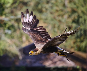 Southern crested caracara in flight with green vegetation in the background