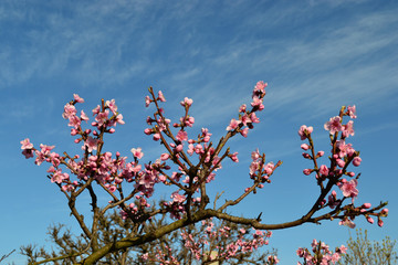 peach flowers on a branch against a blue sky 