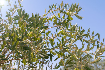 Olive tree with green olives close-up.