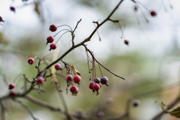 Branch with wild forest tree berries in autumn, vivid colorful nature. Seasons. Natural background