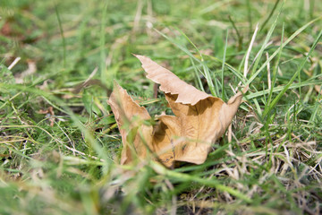 Suchy jesienny liść. © shake_pl