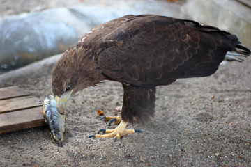Golden eagle eating fish