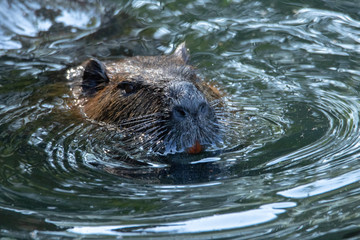 Nutria