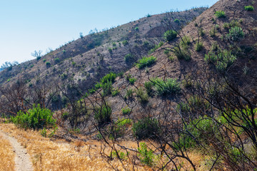 Naklejka premium Forest fire damage along hiking trails of Southern California