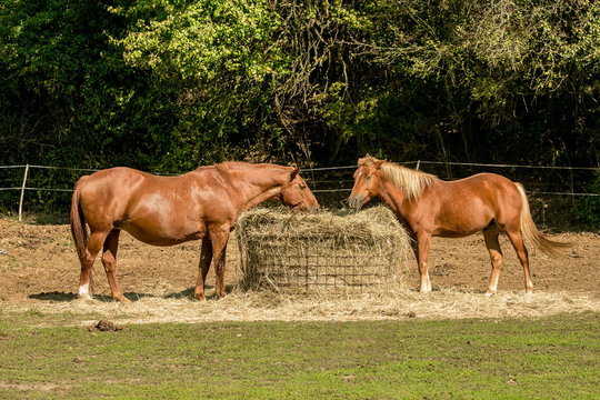 Two brown mare horses feeding themselves on dry hay in a pasture, green grass in foreground, blurry dark bushes in background, sunny summer day in a farm