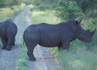 Obraz premium Botswana: Nosorożce na pustyni blokują drogę