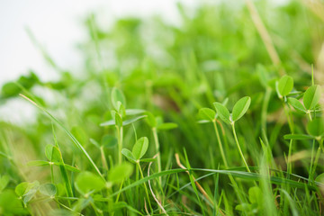 Green grass natural background, spring, eco, countryside concept. Fresh leaves close up