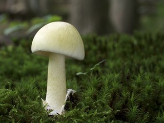 Junger Grüner Knollenblätterpilz im Waldmoos