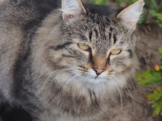 Cat lies in the grass. Visible muzzle cat with her eyes.