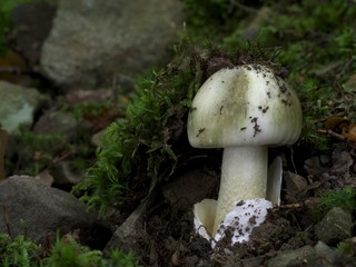 Grüner Knollenblätterpilz am Waldboden