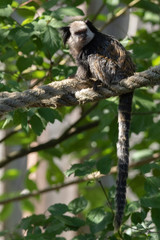 Weißgesichtseidenaffe