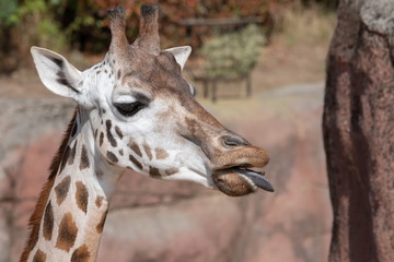 Fototapeta premium Rothschildgiraffe