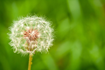dandelion on green background