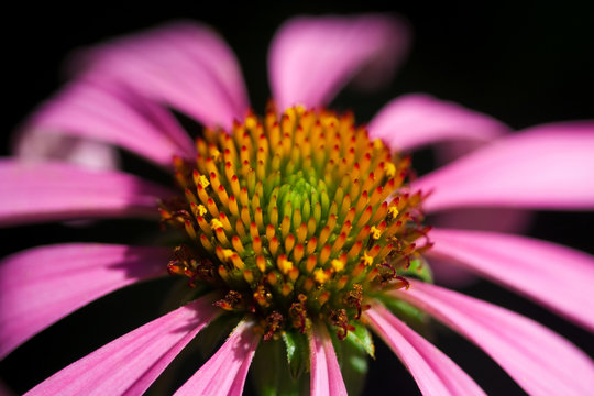 closeup of echinacea  