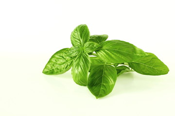fresh basil leaf isolated on whit background