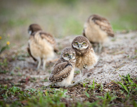burrowing owl mom and baby
