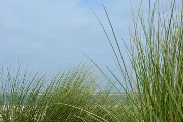 Dünengras im Vordergrund, Nordsee und blauem Himmel im Hintergrund, mit Textfreiraum