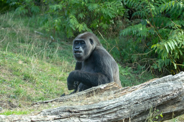 Westlicher Flachlandgorilla