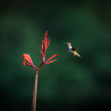hummingbird in flight over red cana