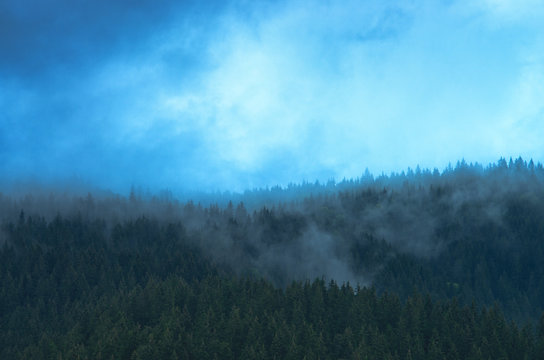 Blue mist over pine trees in the forest in the mountains. Carpathians Ukraine