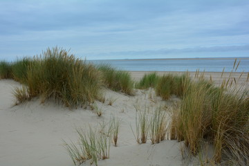 Dünen mit Strandhafer an der Nordseeküste in den Niederlande mit blauem Himmel