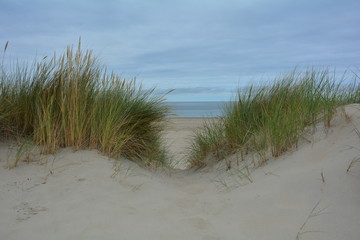 Blick durch den Strandhafer in den Dünen zur Nordsee