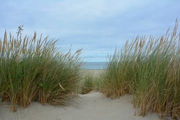 Blick durch den Strandhafer in den Dünen zur Nordsee mit blauem Himmel