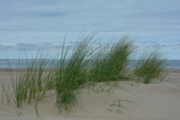 Dünengras am Sandstrand an der Nordseeküste auf der Insel Zeeland in den Niederlande
