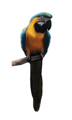 Blur Parrot