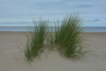 Strandhafer  in den Sanddünen an der Nordseeküste, mit Meer und blauem Himmel im Hintergrund