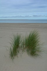 Strandhafer  in den Sanddünen am Strand an der Nordseeküste mit blauem Himmel