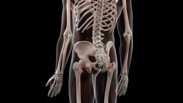3d rendered medically accurate illustration of the inferior gemellus