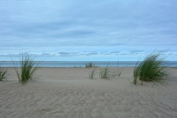 Strandhafer  in den Sanddünen an der Nordseeküste mit blauem Himmel