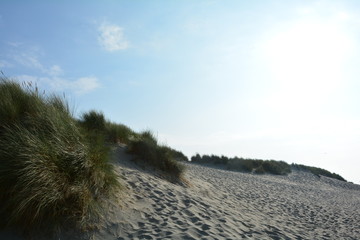 Sanddünen und Dünengras an der Nordsee in den Niederlanden