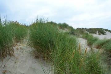  Sanddünen und Strandhafer an der Nordsee   mit blauem Himmel